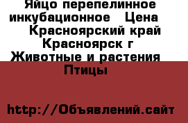 Яйцо перепелинное инкубационное › Цена ­ 8 - Красноярский край, Красноярск г. Животные и растения » Птицы   